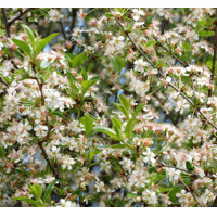 Viš?a krovitá - Prunus fruticosa 'Globosa' - na 210cm kmeni, 8/10
