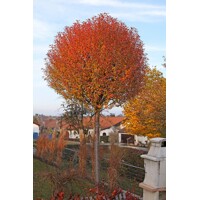 Viš?a krovitá - Prunus fruticosa 'Globosa' - na 210cm kmeni, 8/10
