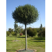 Viš?a krovitá - Prunus fruticosa 'Globosa' - na 210cm kmeni, 8/10