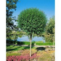 Viš?a krovitá - Prunus fruticosa 'Globosa' - na 210cm kmeni, 8/10