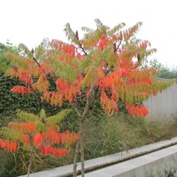 Rhus typhina ´Dissecta´  Co7,5L  150/200