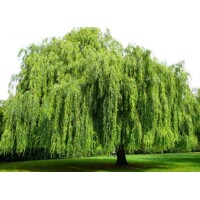 Vŕba biela - Salix alba Tristis Co9L 200/250