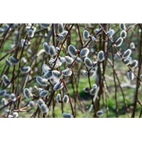 Vŕba rakytová - Salix caprea Pendula  Co5L  KM80