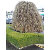 Vŕba rakytová - Salix caprea Pendula  Co5L  KM150
