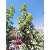 Sorbus Aucuparia ´Lutescens´ - Jarabina mukyňova  Co25L  8/10  250/300