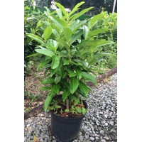 Vavrínovec lekársky - Prunus laurocerasus ´Genolia´ Co7,5L 80/100