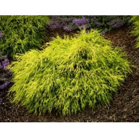Cypruštek hrachonosý - Chamaecyparis pisifera 'Sungold' - 40+cm