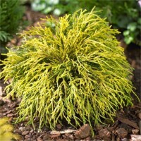 Cypruštek hrachonosý - Chamaecyparis pisifera 'Sungold' - 40+cm