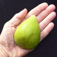 Figovník - Ficus carica ´Dalmatie´ - 30/40cm