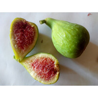 Figovník - Ficus carica ´Dalmatie´ - 30/40cm