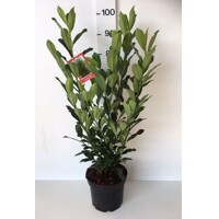 Vavrínovec lekársky - Prunus laurocerasus ´Elly´ 100+ Co5L