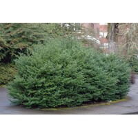 ILEX CRENATA ´Convexa´ - 60/80cm