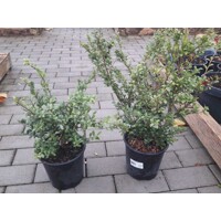 ILEX CRENATA ´Convexa´ - 60/80cm