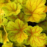 Heuchera  ’Electra´