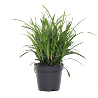Ostrica japonská - Carex morrowii ´Irish Green´  Co9
