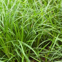 Ostrica japonská - Carex morrowii ´Irish Green´  Co9