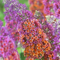 Buddleja weyeriana ´Flower Power´ 