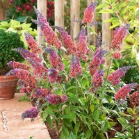 Buddleja weyeriana ´Flower Power´ 