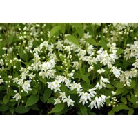 Trojpuk nežný - Deutzia gracilis ´Nikko´ 20/30  Co2,5L