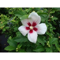 Ibištek - Hibiscus syriacus ´Mathilde´ - biela/ruž. Co2,5L