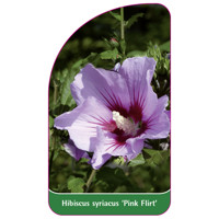 Ibištek - Hibiscus syriacus ´Pink Flirt´ Co2L (ružová/tm.stred)