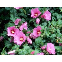 Ibištek - Hibiscus syriacus ´Pink Flirt´ Co2L (ružová/tm.stred)