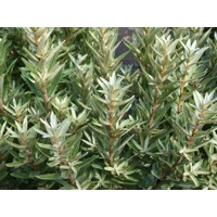 Rakytník rešetliakovitý SAMIČÍ ? Hippophae rhamnoides ´Júlia´ Co2.5L 20/30
