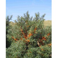 Rakytník rešetliakovitý SAMIČÍ ? Hippophae rhamnoides ´Júlia´ Co2.5L 20/30