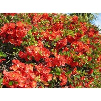 Dulovec japonský - Chaenomeles superba ´Fire Dance´- 20/30cm