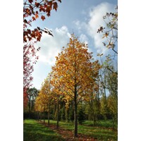 Ľaliovník tulipánokvetý - Liriodendron tulipifera 100/125 Co5L