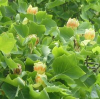 Ľaliovník tulipánokvetý - Liriodendron tulipifera 100/125 Co5L