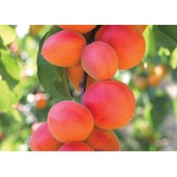 Marhuľa obyčajná skorá - Prunus armeniaca 'Bhart' Co5L