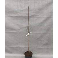 Marhuľa obyčajná skorá - Prunus armeniaca 'Bhart' Co5L