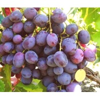 Vini? stolový - Vitis vinifera 'Armani´- ružové