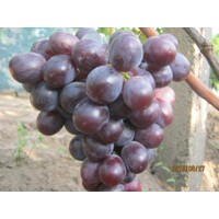 Vini? stolový - Vitis vinifera 'Armani´- ružové