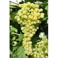 Vinič stolový - Vitis vinifera 'Zora´- biele bezsemenné Co3L KM20
