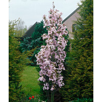 Prunus serrulata ´Amanogawa´ – čerešňa pílkatá | Stĺpovitá sakura do záhrady