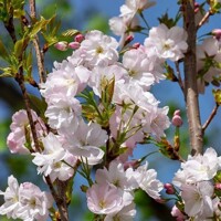 Prunus serrulata ´Amanogawa´ – čerešňa pílkatá | Stĺpovitá sakura do záhrady