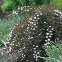 Tavoľa kalinolistá  - Physocarpus opulifolius ´Summer Wine´ Co2,5L  30/40