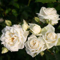 Ruža popínavá - Rosa ´Ilse Krohn Superior´- biela Co4L