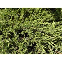 Borievka pobežná - Juniperus conferta 'Schlager'  Co18L  1/2 kmeň