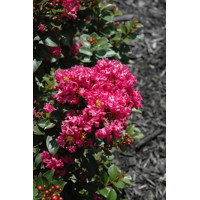 Myrta krepová ružová - Lagerstroemia indica ´Berry Dazzle´ Co11L 1/2 kmeň
