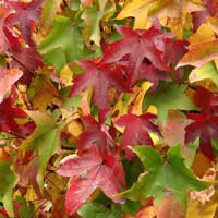 Liquidambar styraciflua ´Gum Ball´ – ambrovník na kmienku | Guľovitý tvar a jesenné farby