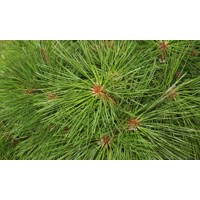 Pinus Nigra ´Brepo´  Co12L  40/50