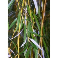 Vŕba babylonská  - Salix Babylonica ´Aurea´  Co15-25L  8/10 -  vysokokmeň