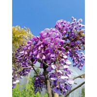 Vistéria vznešená  - Wisteria Floribunda ´ Yokohama Fuji ´   ARCO (Oblúk), 250x150cm