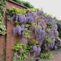Vistéria vznešená  - Wisteria Floribunda ´ Yokohama Fuji ´   ARCO (Oblúk), 250x150cm