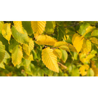 Hrab oby?ajný - Carpinus betulus ´Frans Fontain´ - 300/350cm