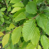 Hrab oby?ajný - Carpinus betulus ´Frans Fontain´ - 300/350cm