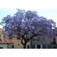 Paulownia tomentosa Co12L 200/250  